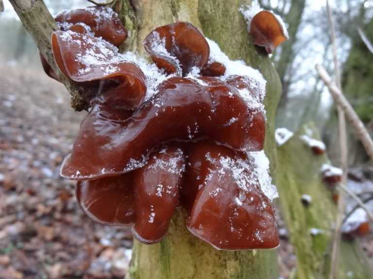 02 Auricularia auricula judae   Serna 9 Fev 2013 (15)-redim1024-redim768.JPG