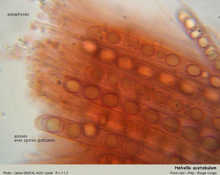 helvella_acetabulum.jpg