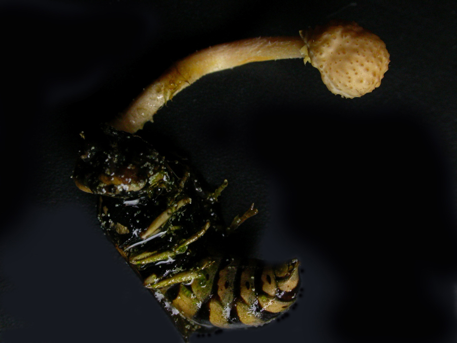 guepe-cordyceps.jpg