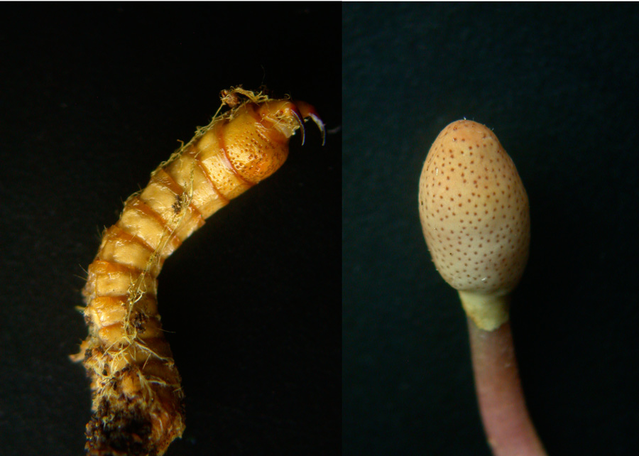 Ophiocordyceps-larvicola-.jpg