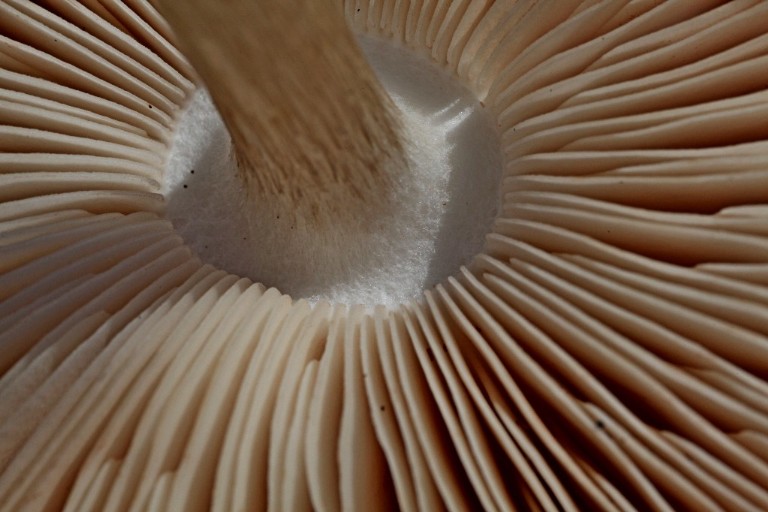 Pluteus cervinus-c.jpg