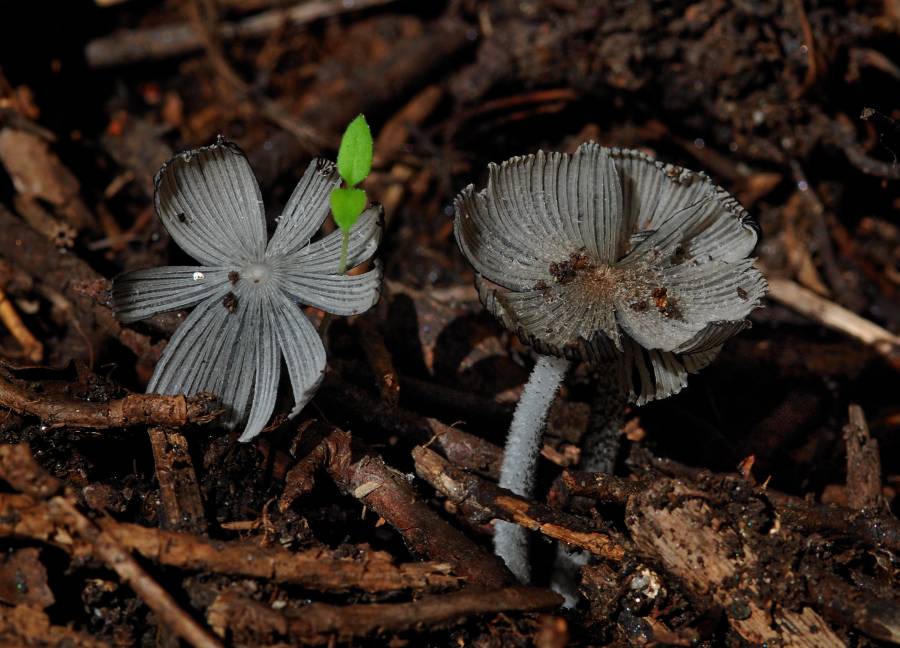 Coprinus sp. 2013 07 31 Lozère (tas de compost)-redim900.JPG