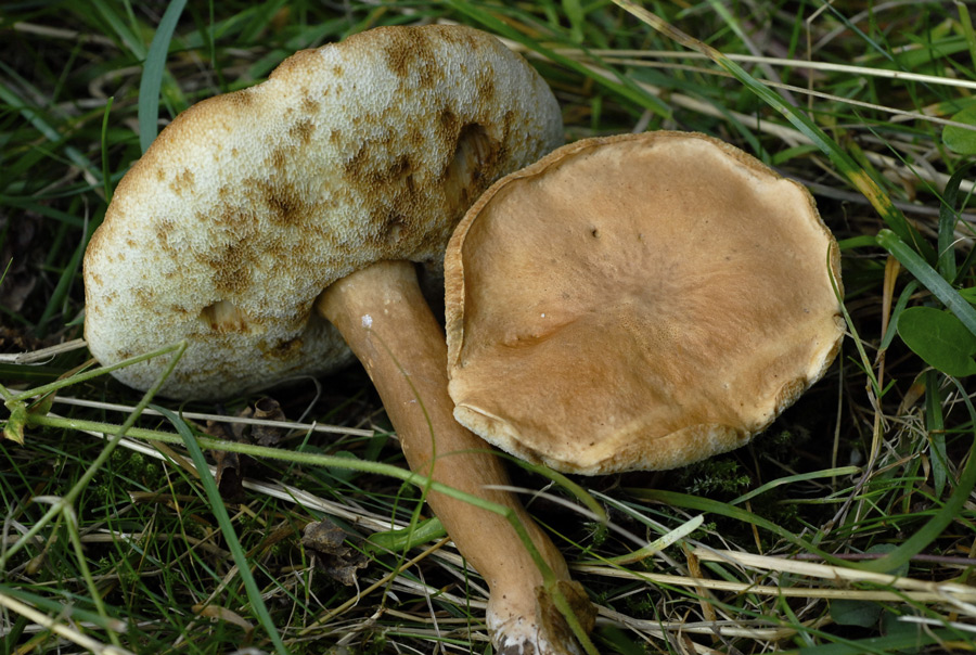 Gyroporus-castaneus.jpg