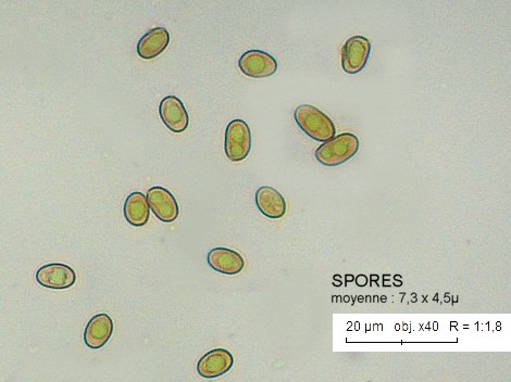 Paxillus rubicundulus 2013 08 27 (spores).jpg