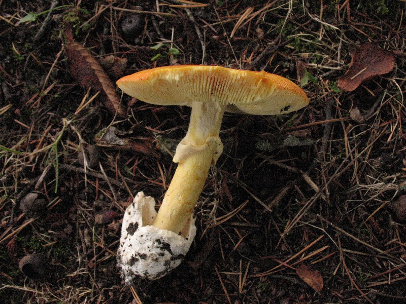 Amanita caesarea.JPG