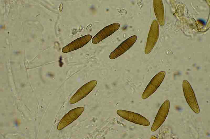 Paraphaeosphaeria obtusispora(AP)2.jpg