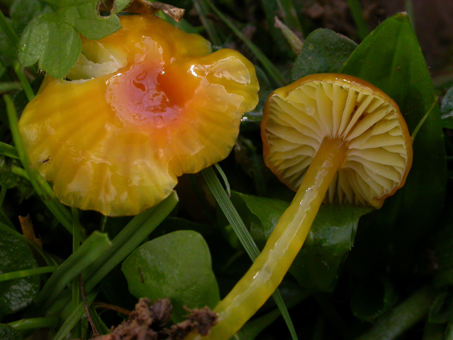 hygrocybe-aurantioviscida1.jpg