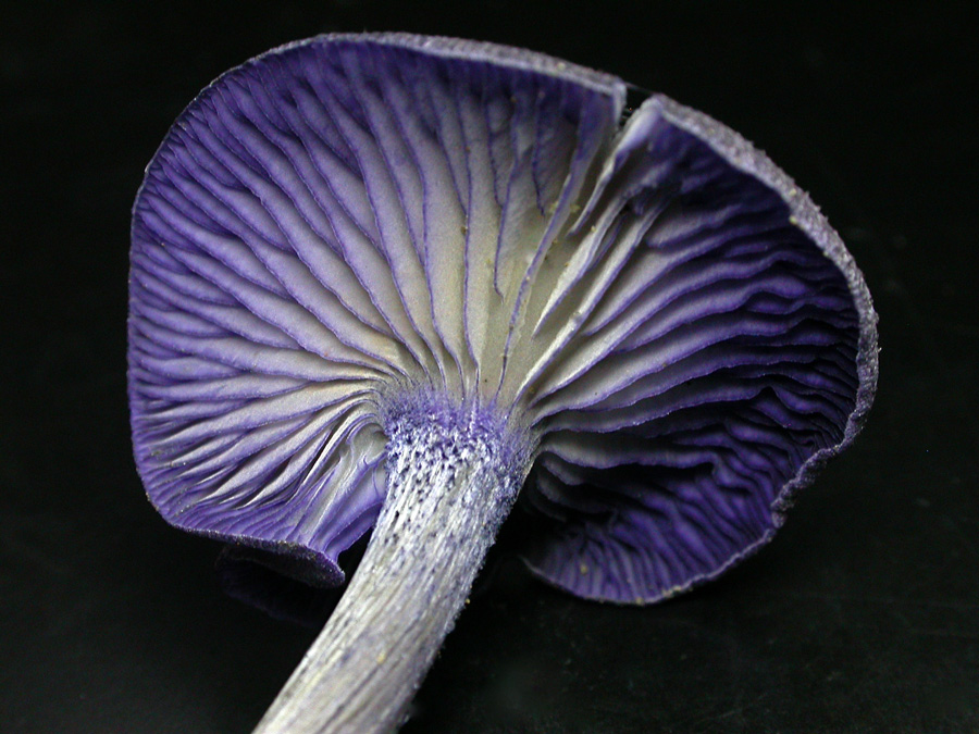 Entoloma-euchroum2.jpg