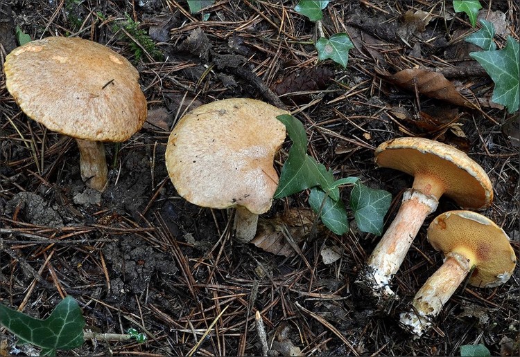 Suillus tridentinus 1 (08-10-13).jpg