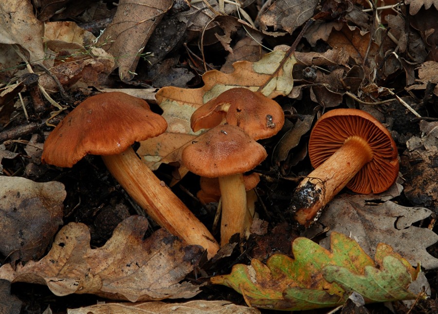 Cortinarius orellanus 2013 10 08 Lozère (Barre des Cévennes - Quatre Chemins).jpg