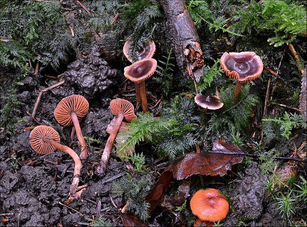 Cortinarius anthracinus 2 (20-10-13).jpg