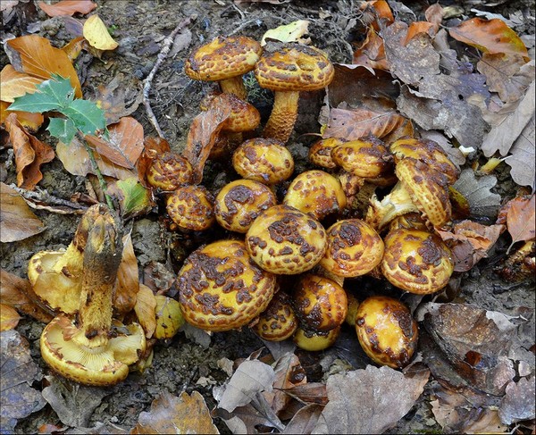 Pholiota jahnii 2 (22-10-13).jpg