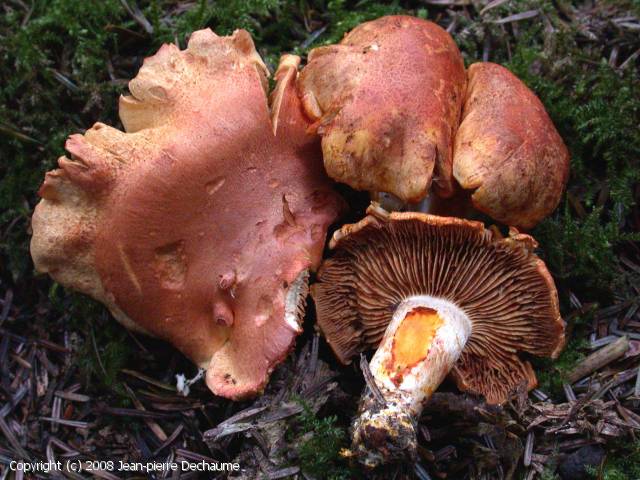 Cortinarius_rubicundulus_2008_jd_1.jpg