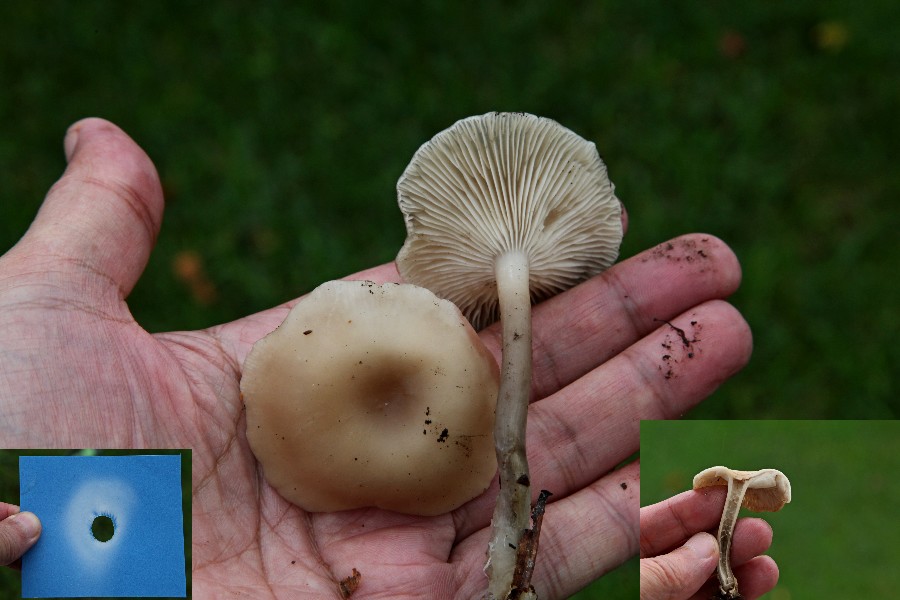 Clitocybe-b.jpg