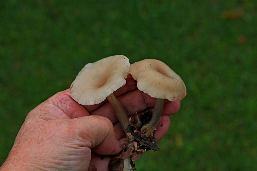 Clitocybe.jpg