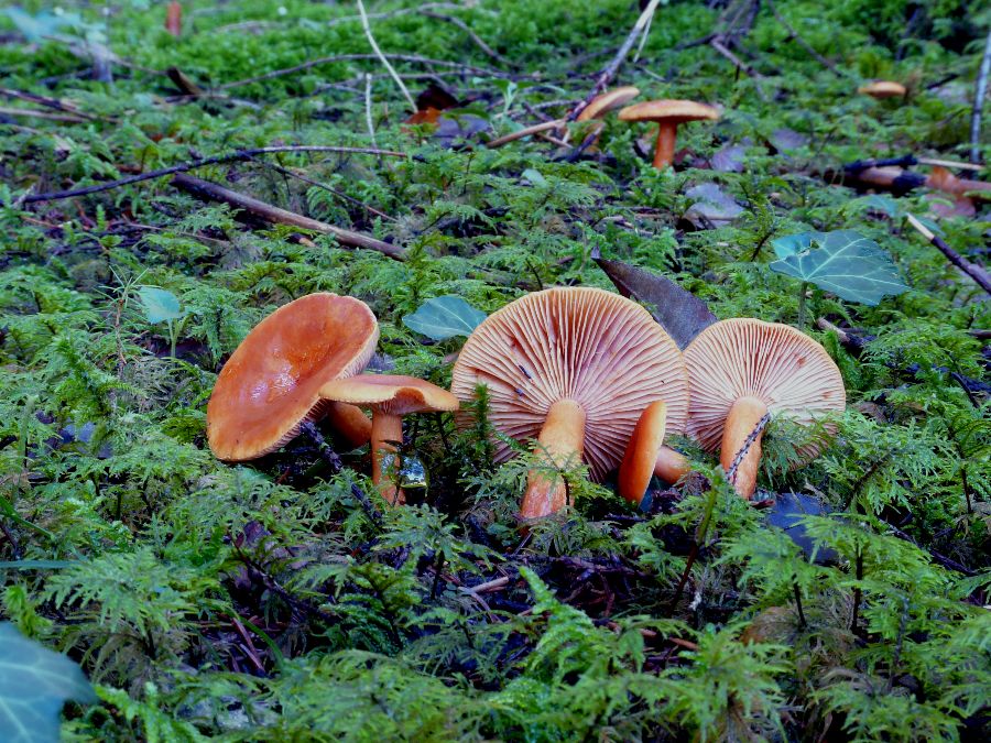 Lactarius rufus 1-redim900.JPG