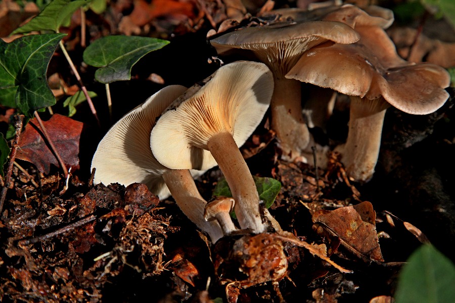 Clitocybe.jpg