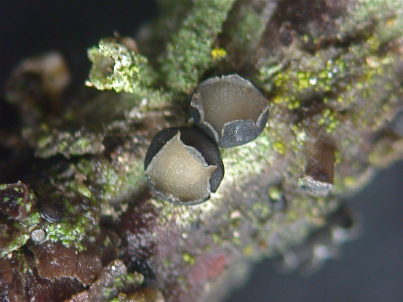 Pseudophacidium-piceae2.jpg