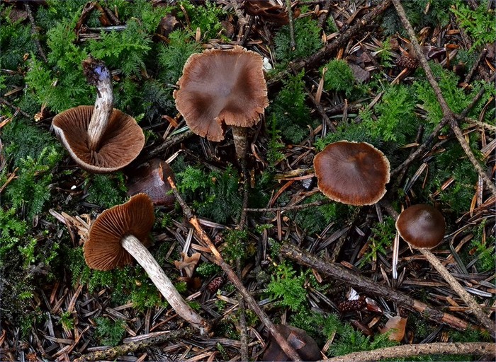 Cortinarius flexipes var. flabellus 3 (09-11-13).jpg