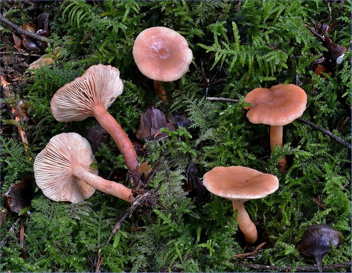 Lactarius tabidus 2 (09-11-13).jpg