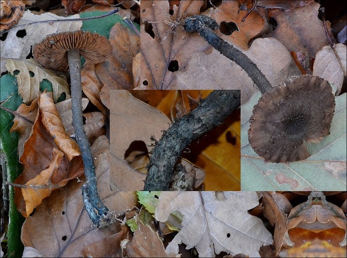 Inocybe calamistrata 1 (02-11-13).jpg