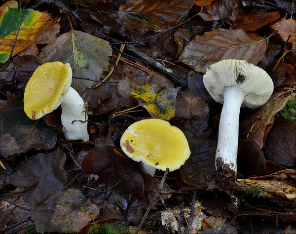 Russula claroflava 1 (24-10-13).jpg