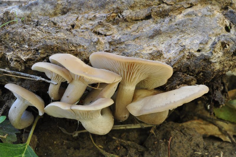 Clitocybe fimiphila_02.jpg