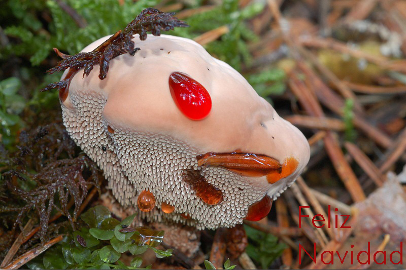 Hydnellum_peckii_130830.jpg