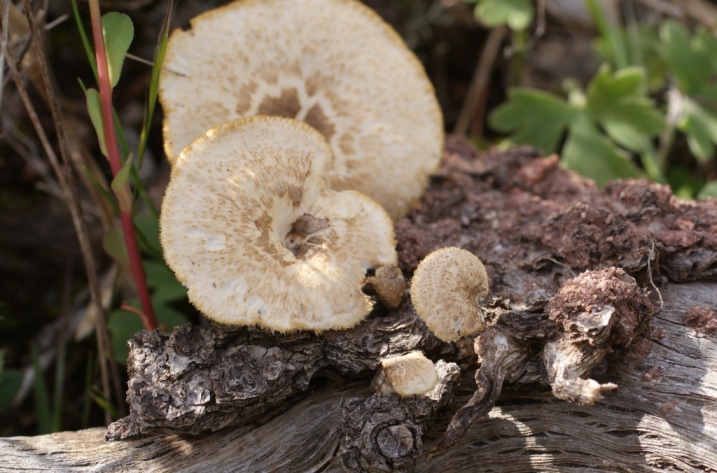 zpolyporus.JPG