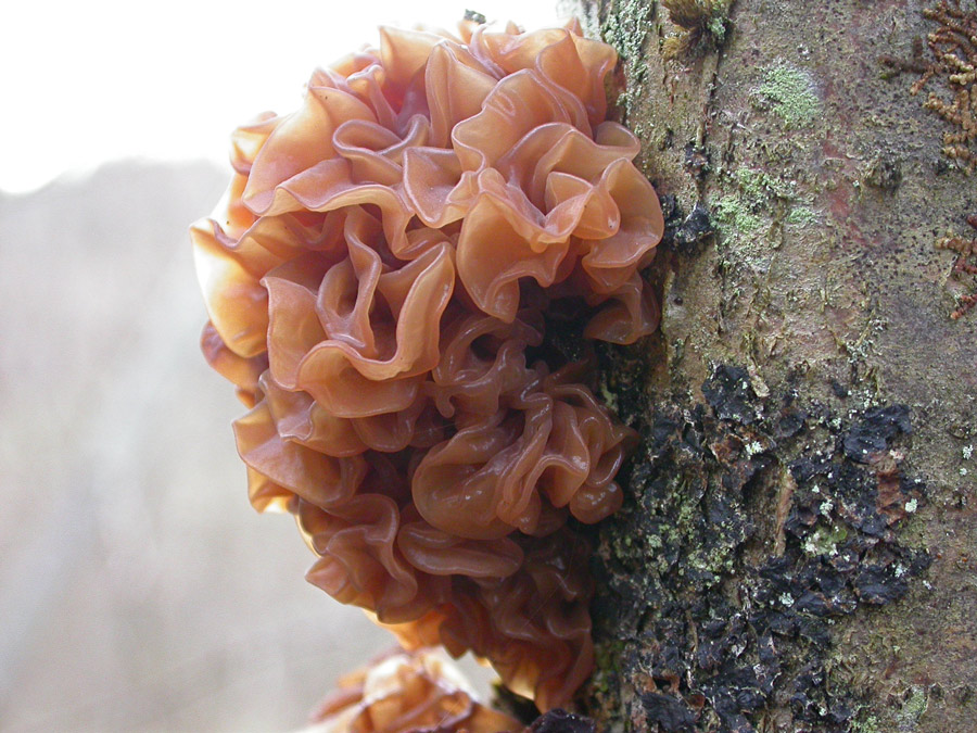 Tremella.jpg