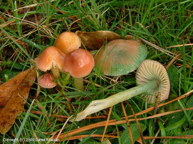 Hygrocybe_psittacina_2009_dr_1.jpg