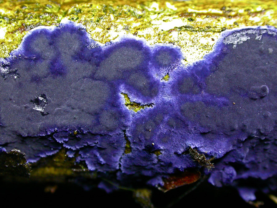 Pulcherricium-caeruleum.jpg