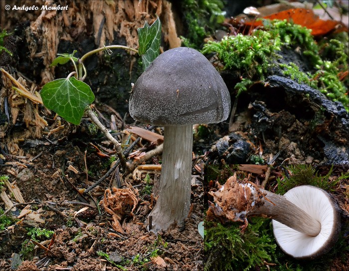 Pluteus primus 1 (26-01-13).jpg