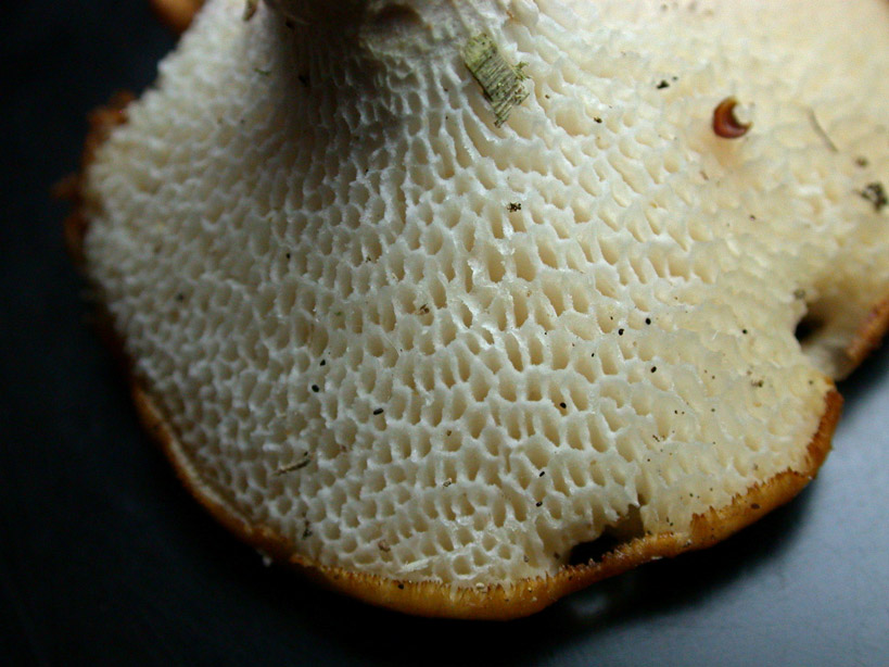 Polyporus-lentus.jpg