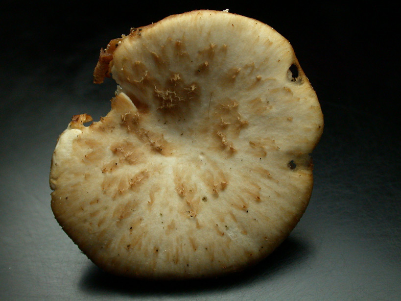 Polyporus-lentus2.jpg