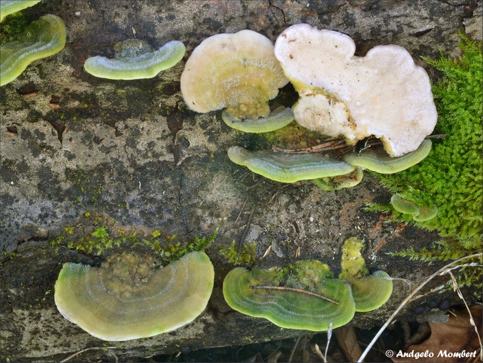 Trametes hirsuta 1 (17-02-14).jpg