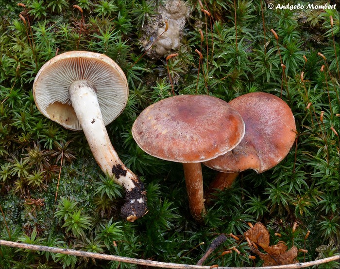 Hypholoma lateritium 1 (16-02-13).jpg