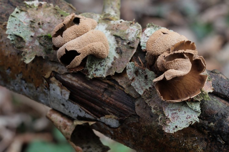 Encoelia furfuracea.JPG