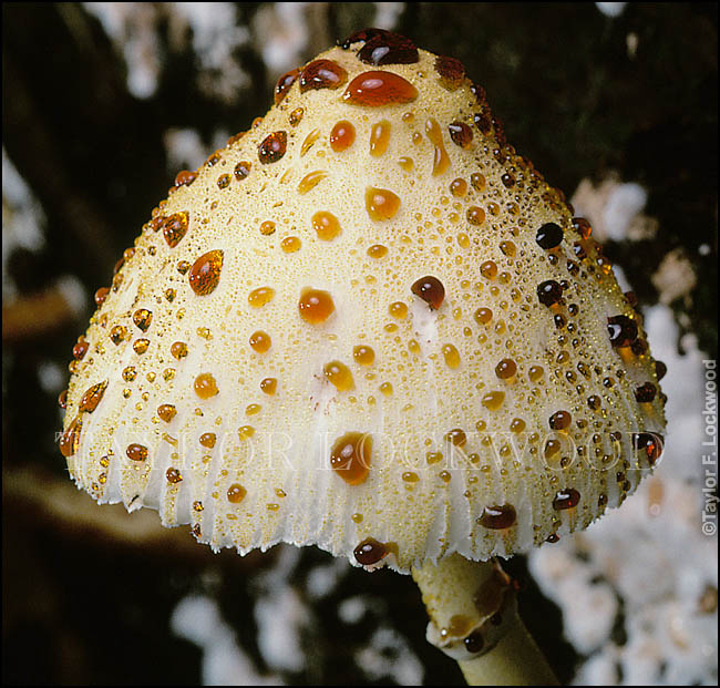 Leucocoprinus sp..jpg