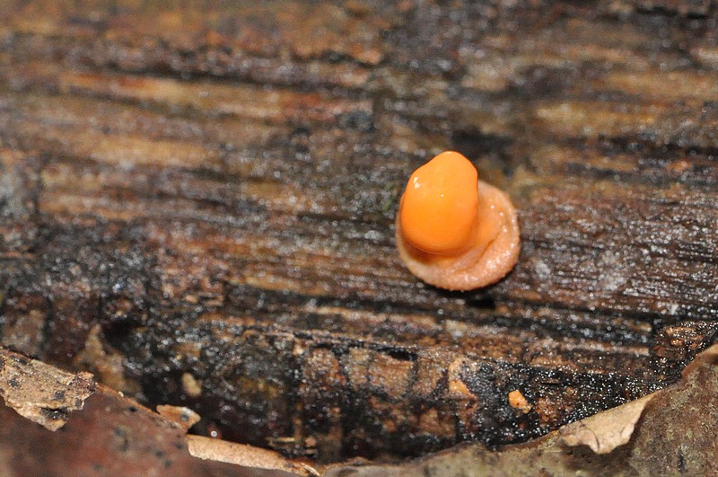 Lycogala epidendron.jpg