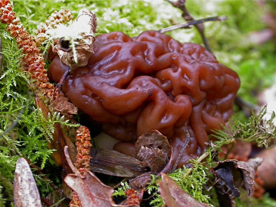 Gyromitra-esculenta1.jpg