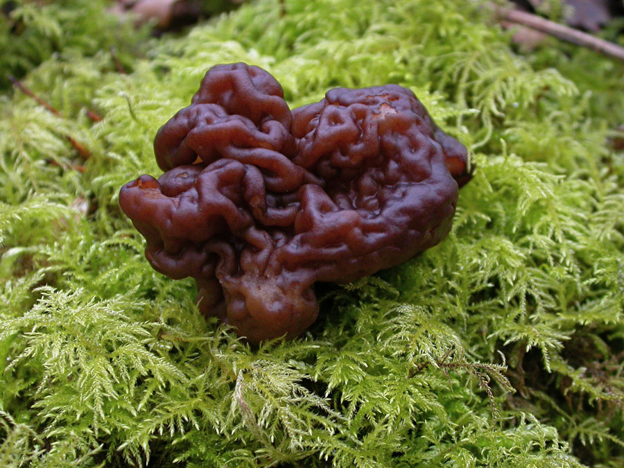 Gyromitra-esculenta2.jpg