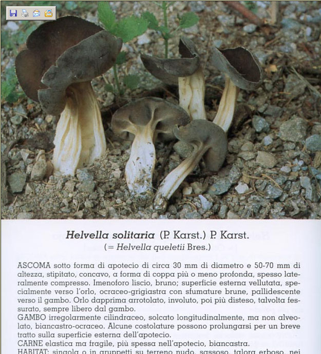 Helvella solitaria Medardi.jpg