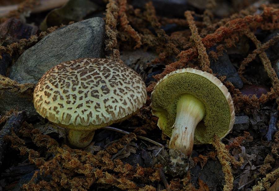 Xerocomus porosporus 2014 07 14 Lozère (Cévennes).jpg