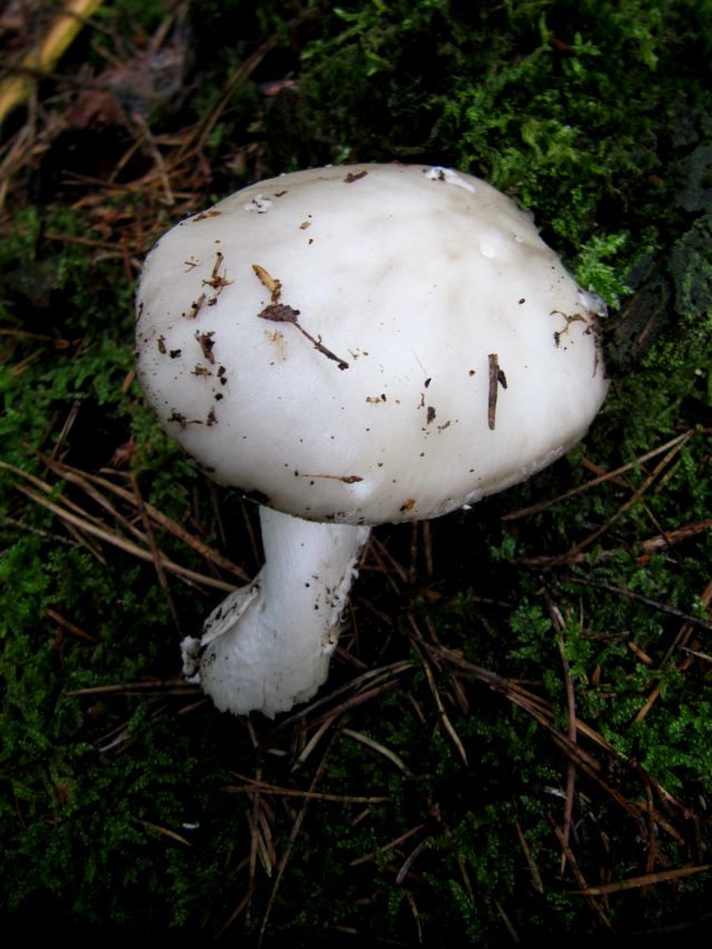 Amanita spec. Gesves (Bois de Gesves) 22-07-14 A.jpg