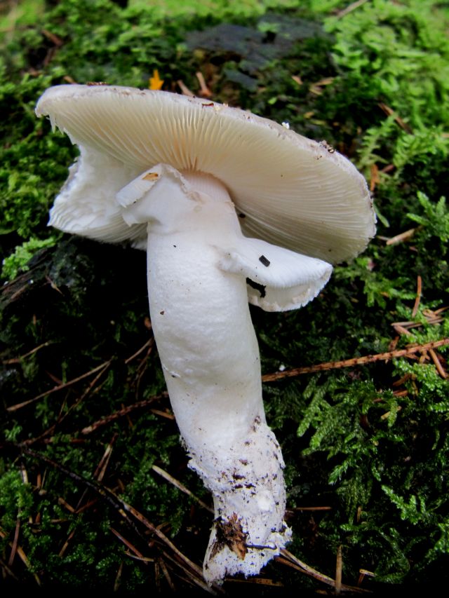 Amanita spec. Gesves (Bois de Gesves) 22-07-14 B.jpg