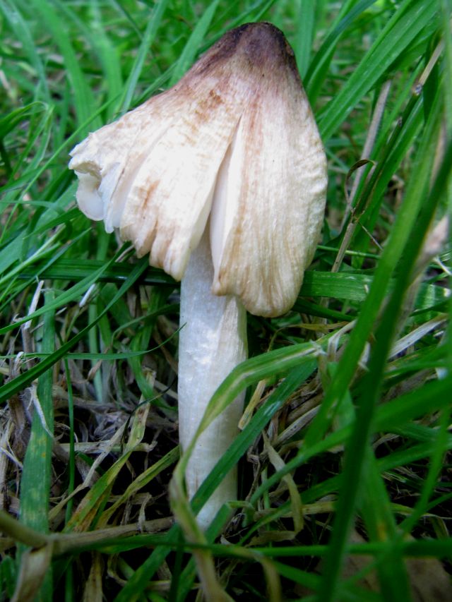 Inocybe spec. Godinne 23-07-14.jpg