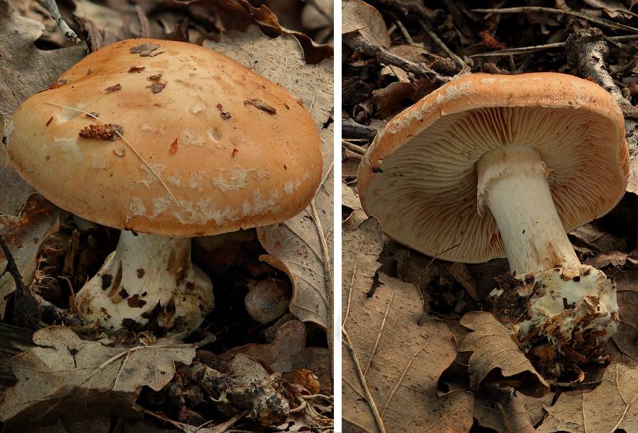 Leucocortinarius bulbiger 2014 07 27 Lozère (Barre-des-Cévennes) (3)-redim900.jpg