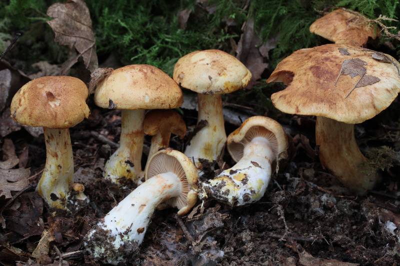 Cortinarius rubicundulus.JPG