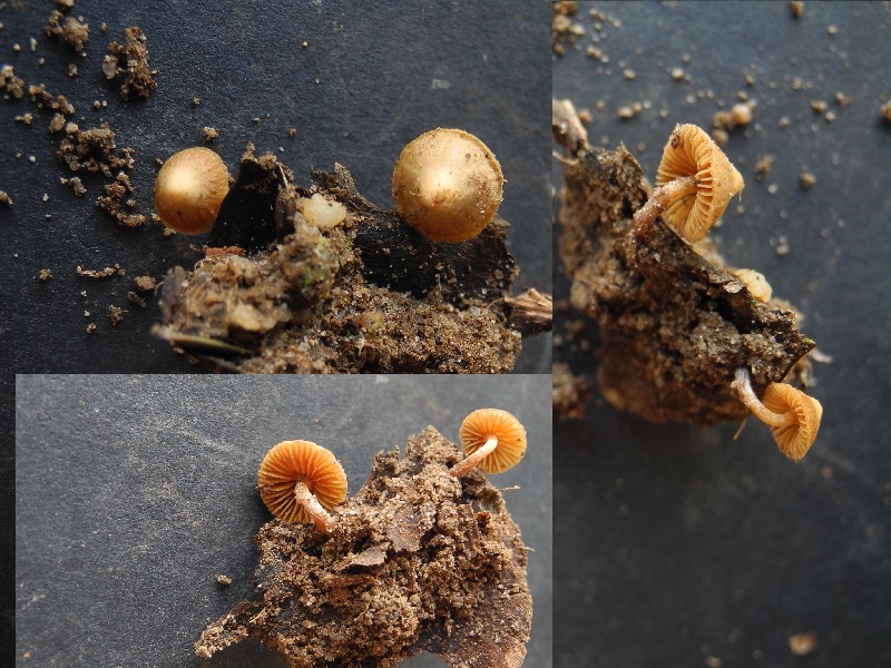 Conocybe xxx1-redim800.jpg